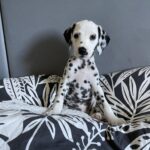 Zdjęcie biorące udział w konkursie 12