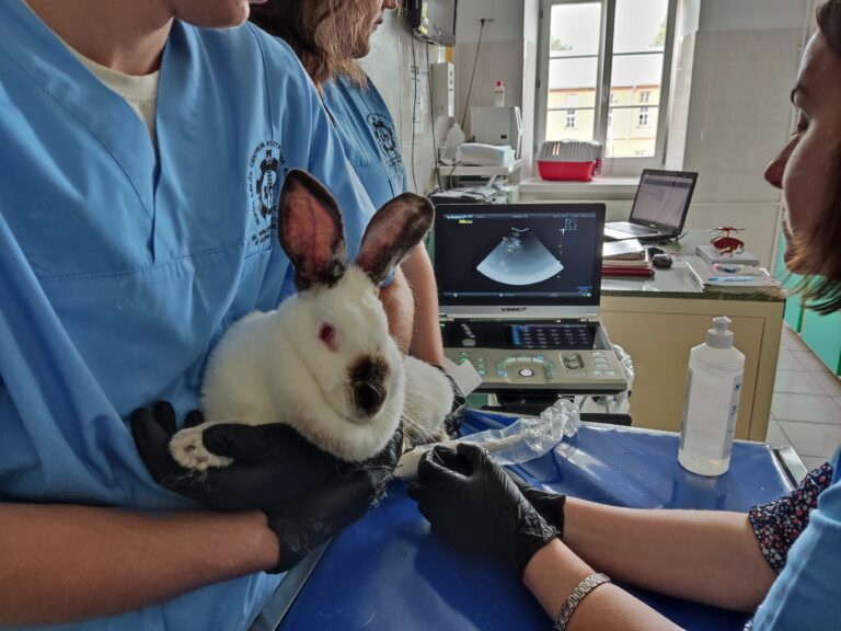 Aparat USG używany podczas zajęć