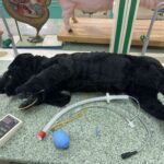 Zakupy w ramach FELU