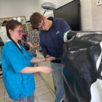 Uczeń podczas zajęć z modelem do inseminacji