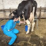 Uczennice podczas pobierania mleka do badania 2