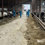 Uczennice ZSCKR podczas podsuwania paszy dla krów